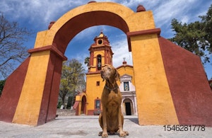 WEB-brown-dog-Mexico-Queretaro-church-Latin-America.jpg