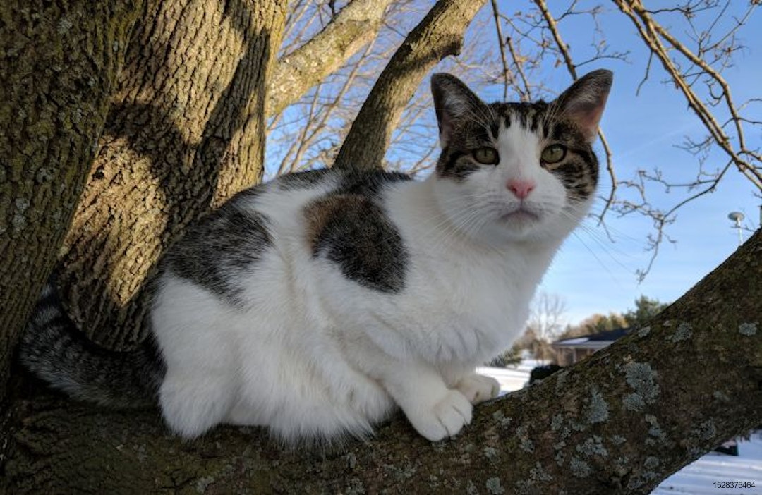 cat-in-tree.jpg