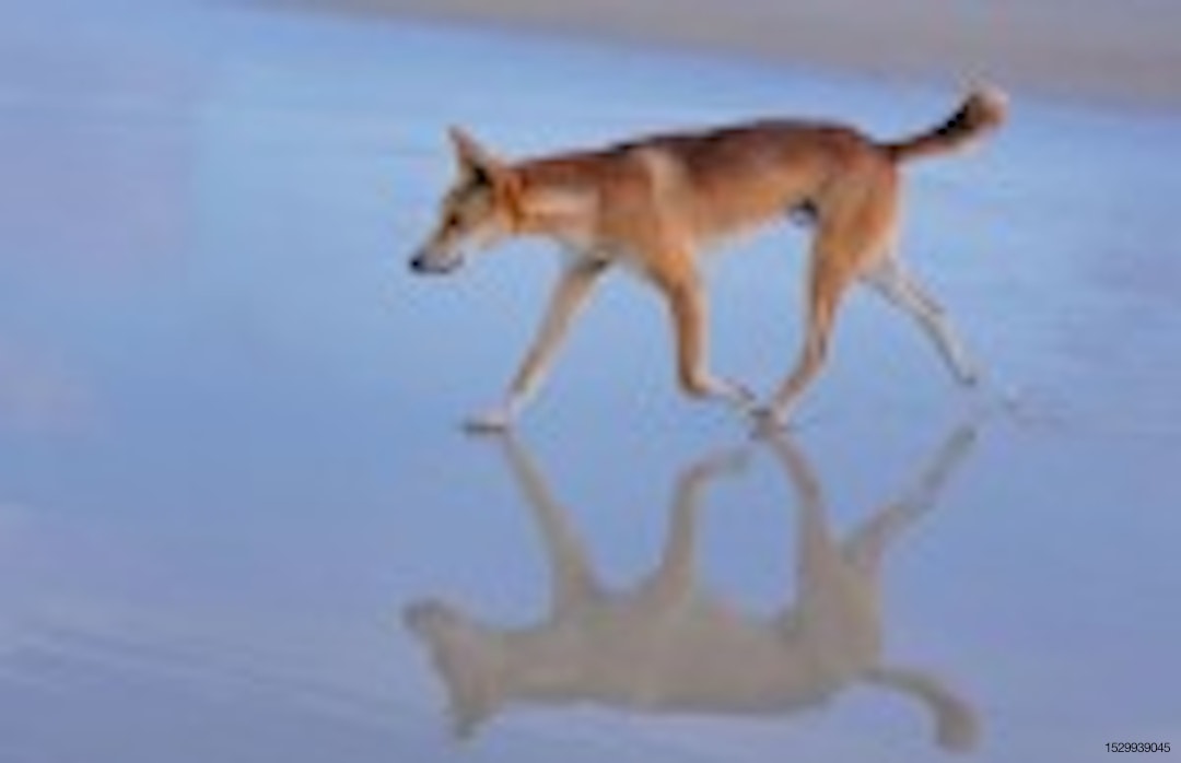 dingo-dog-Australia-beach.jpg