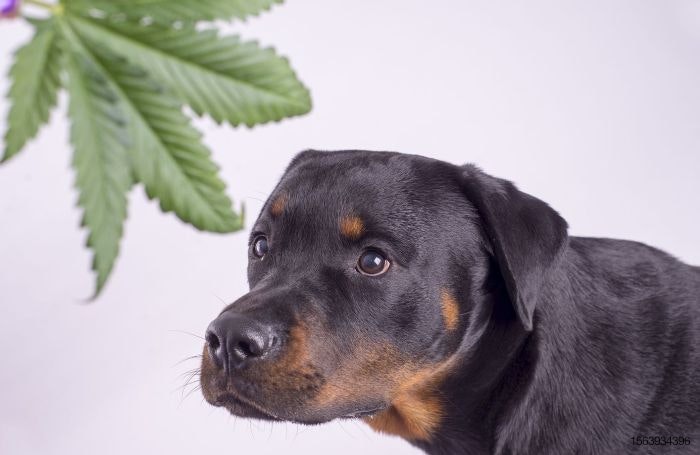 dog-rotteweiler-hemp-cannabis-CBD.jpg
