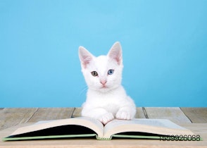 white cat reading book
