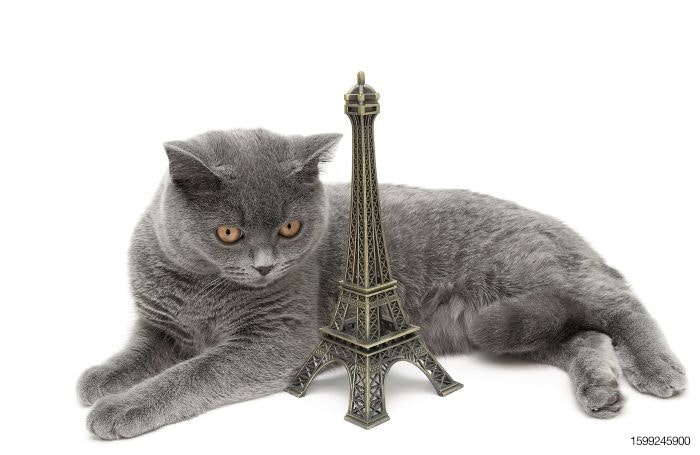 cat-France-Europe-Eiffel-tower.jpg