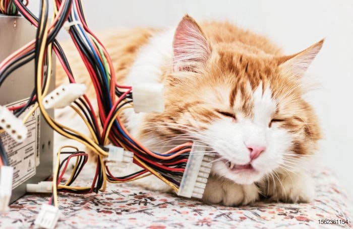 cat-computer-wires-e-commerce-internet.jpg