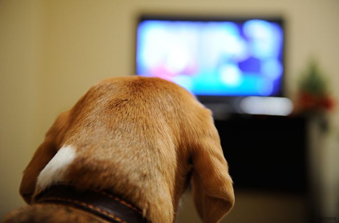 dog-Beagle-television-media.jpg