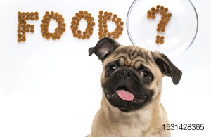 pet food questions