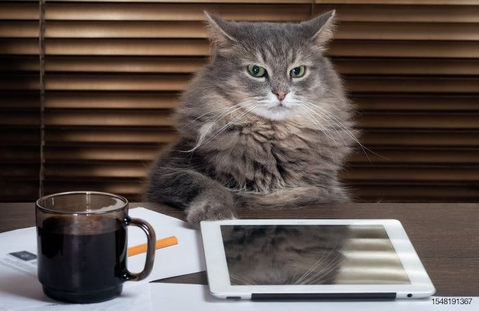 cat-boss-office-tablet-computer-business.jpg