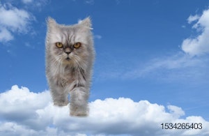 cat-cloud-computing-sky-Persian.jpg
