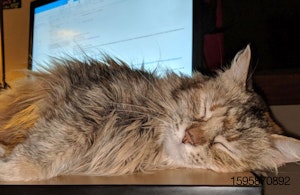 cat-sleeping-monitor-computer.jpg