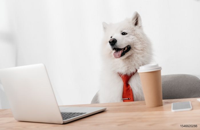 dog-business-office-computer.jpg