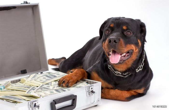 dog-money-rottweiler-suitcase-guard.jpg