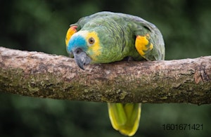 Blue-fronted-Amazon-parrot-bird.jpg
