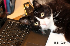 cat-laptop-computer-online.jpg