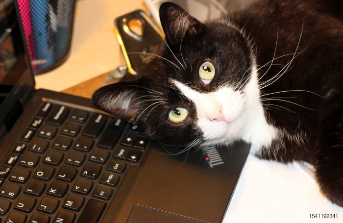 cat-laptop-computer-online.jpg