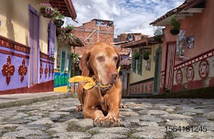dog-colombia-latin-america.jpg