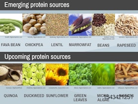 pet-proteins-infographic-cropped