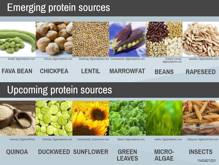 pet-proteins-infographic-cropped