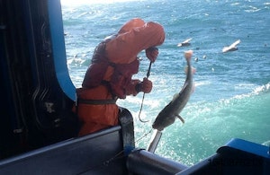 Alaska-Leader-cod-fish-worker.jpg