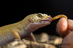 Leopard-Gecko-mealworm-insect-lizard.jpg
