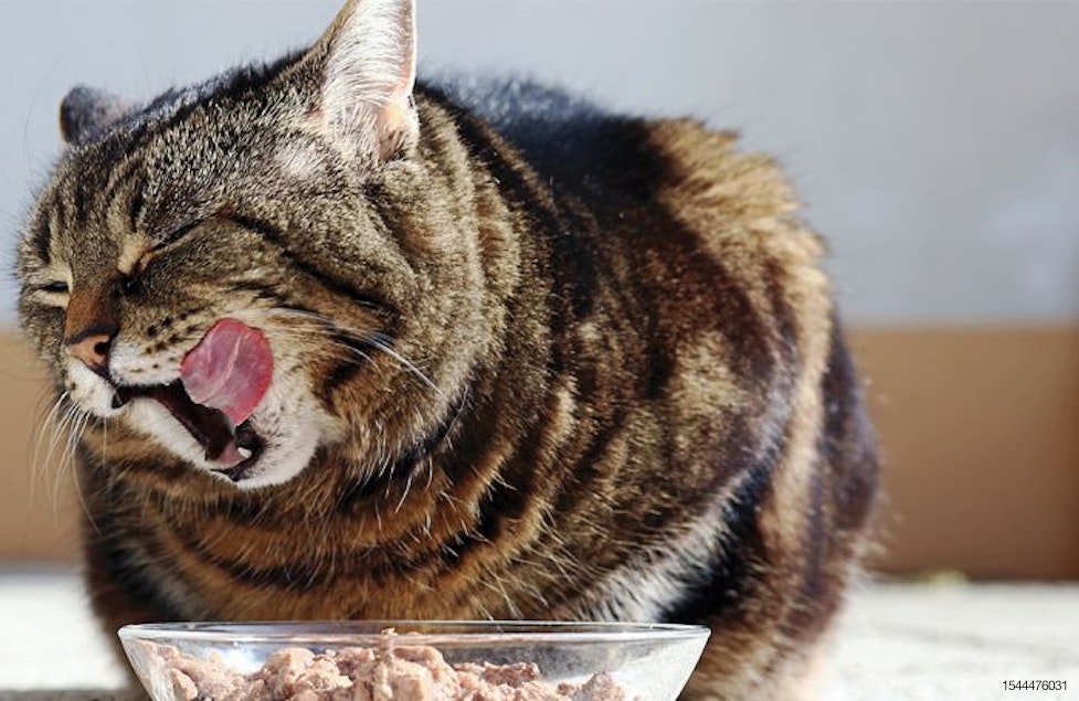 Wet pet food continues ascent, especially for cats