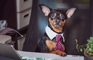 Dog-Office-Worker-computer-business-Chihuahua.jpg