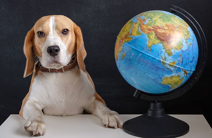 Beagle-Dog-globe-global-business.jpg