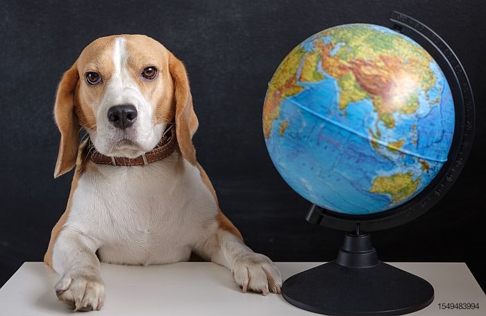 Beagle-Dog-globe-global-business.jpg
