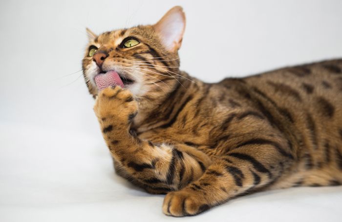 Orange tabbly cat licking paw