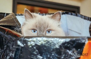 Cat-in-a-bag