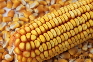 Corn-pet-food-ingredient