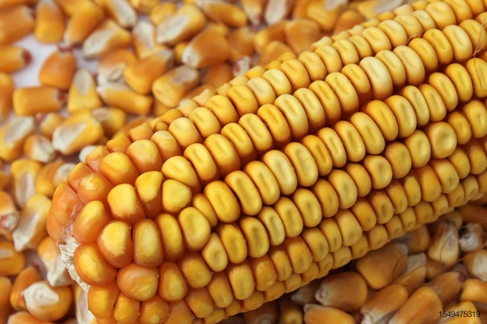 Corn-pet-food-ingredient