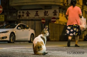 hong-kong-street-cat