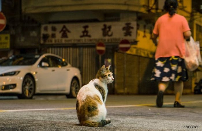 hong-kong-street-cat