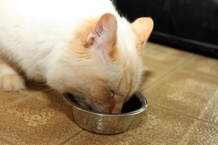 Wood-eating yeast in cat food highly palatable, digestible