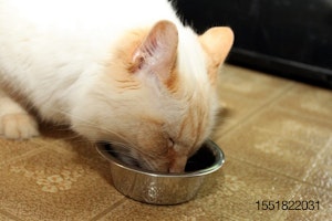 Cat-eating-kitchen