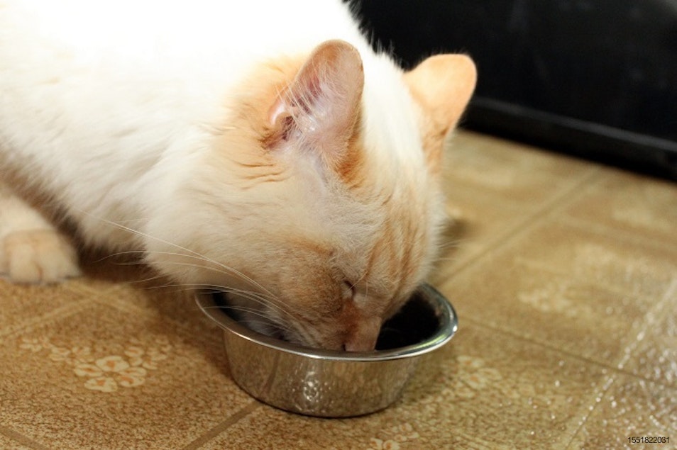 Demand for organic cat food may rise through 2031