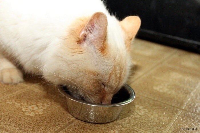 Cat-eating-kitchen