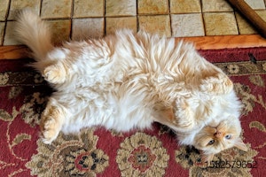 Fat-happy-cat