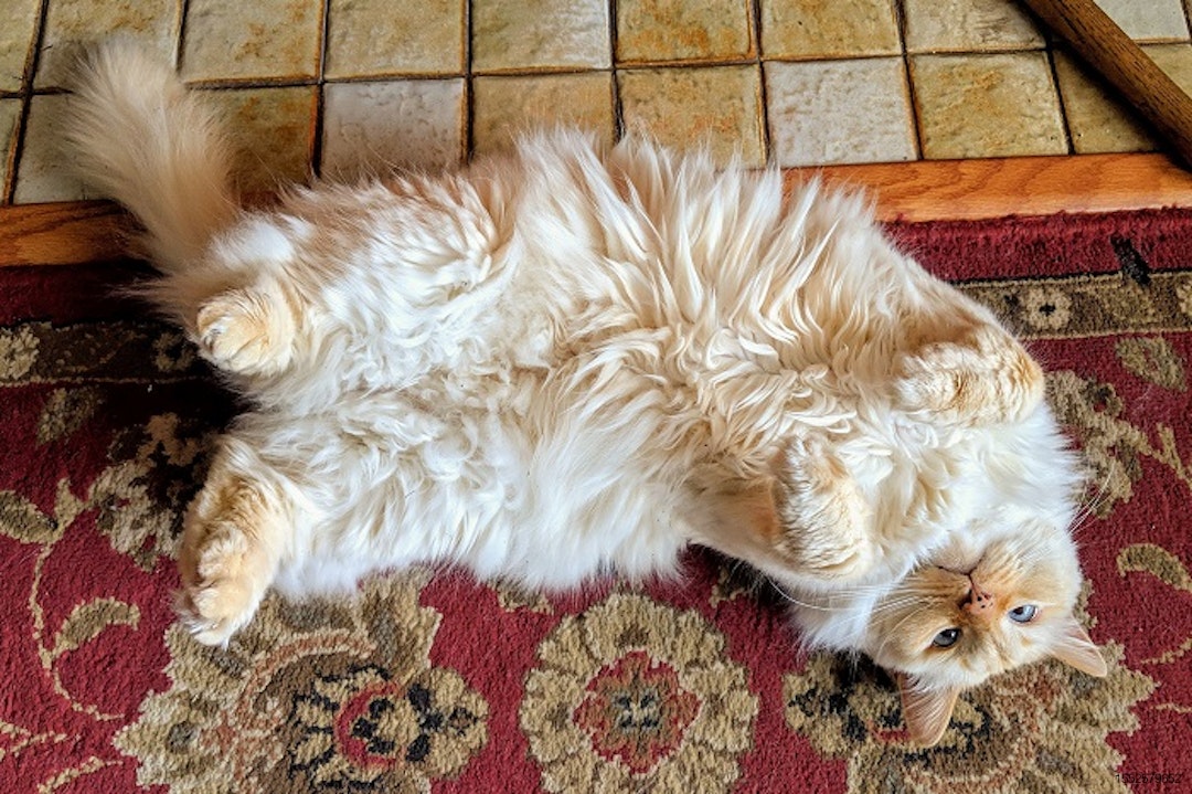 Fat-happy-cat