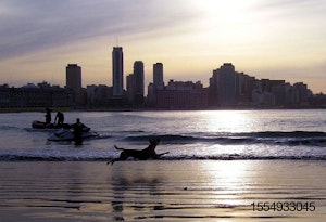 Argentina-beach-dog