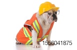 bulldog-construction-building-hard-hat.jpg