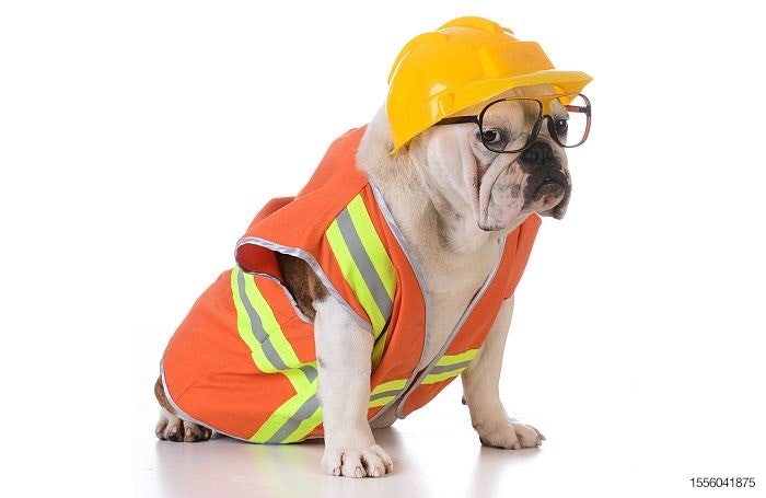 bulldog-construction-building-hard-hat.jpg