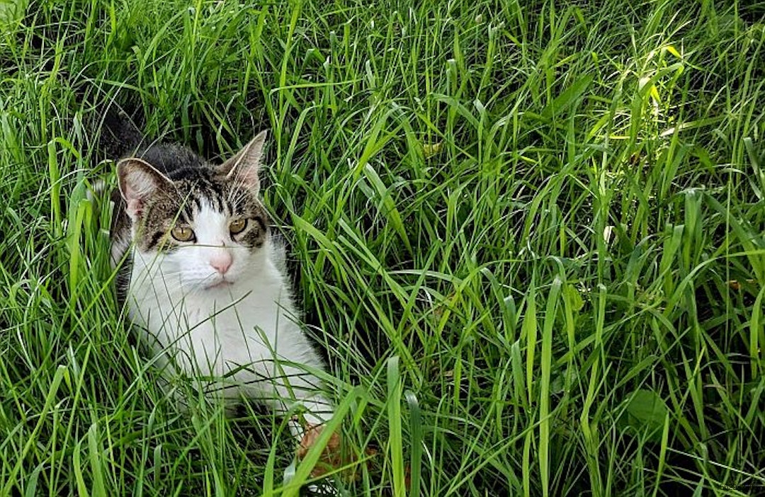 cat-grass-natural-outdoors.jpg