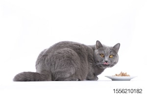 fat-cat-eating