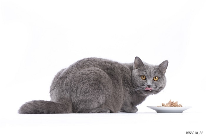 fat-cat-eating