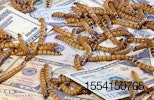 mealworm-money-insect-novel-ingredient.jpg
