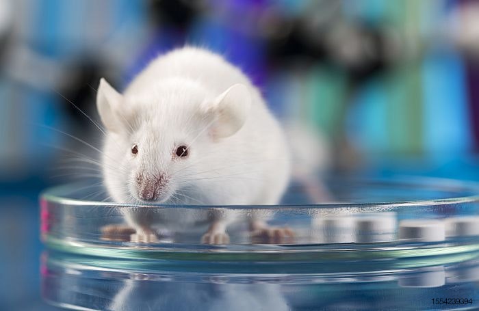 Lab-grown mouse-meat cat treat aided by DNA research 
