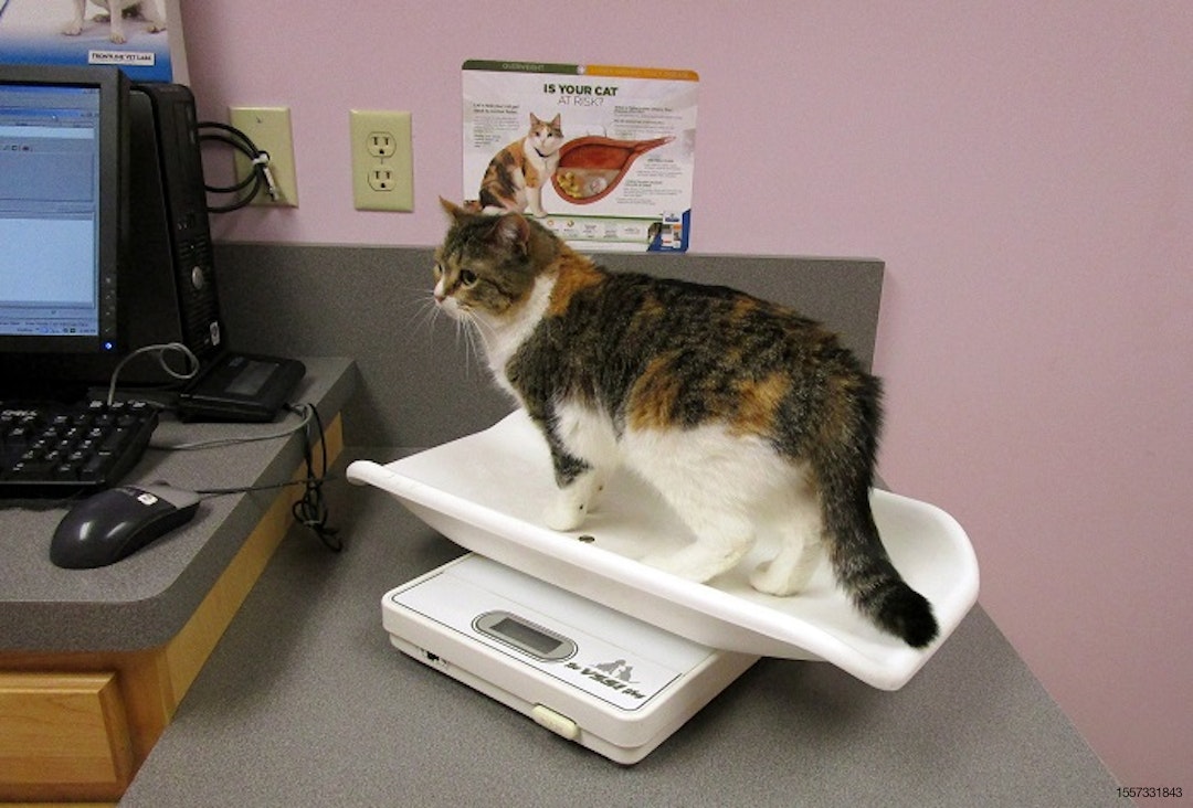 Cat-on-scale-at-vet