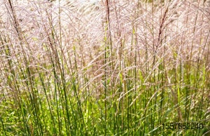 miscanthus-grass