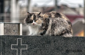 cat-Romania-cemetery-Europe.jpg