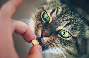 cat-getting-pill-supplement